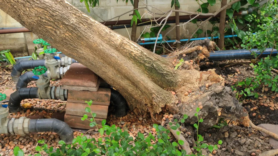 Hazardous Tree Removal Nashville