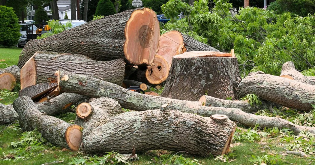Tree Removal Nashville Franklin Brentwood