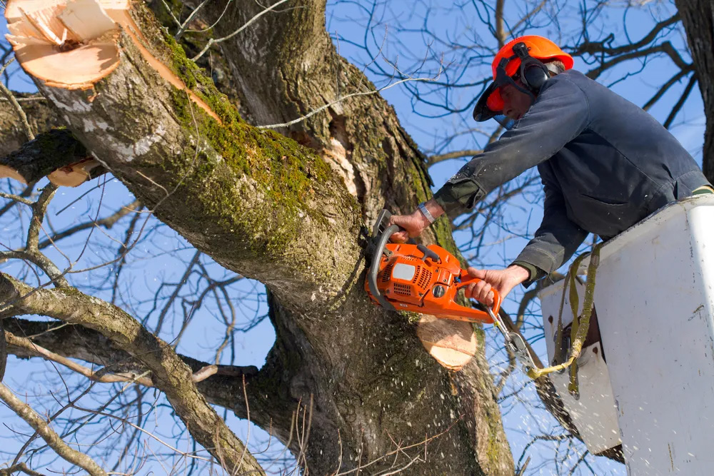 Tree Trimming Nashville Tennessee